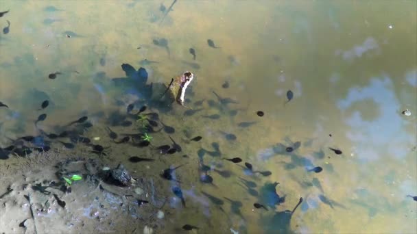 Vele Kikkervisjes Een Plas Lente — Stockvideo