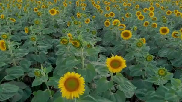 Drone d'un tournesol en été  