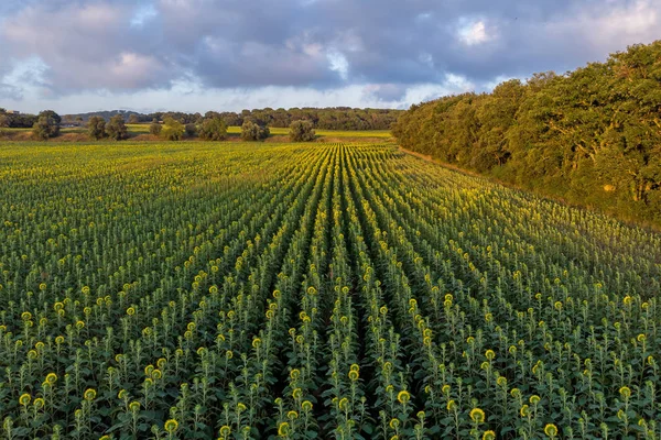 Foto Drone Girasol Verano España — Foto de Stock