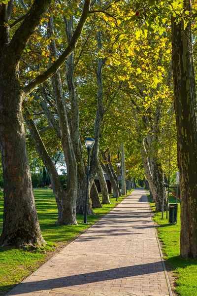 Nice Platan Trees Row Lake Balaton Hungary Village Balatongyorok — стоковое фото