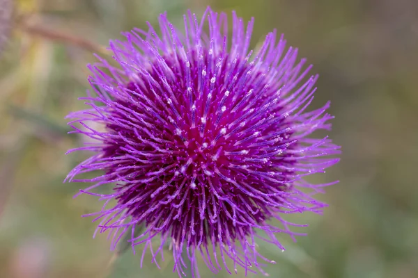 Thistle plant in a springtime on the field