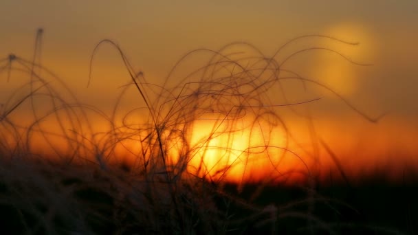 美丽的针茅场在日落 — 图库视频影像