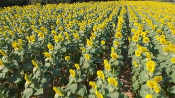 Drone Footage Sunflowers Summertime Spain — Stock Video