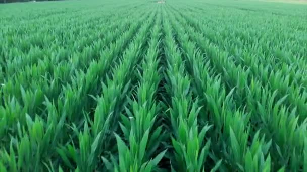 西班牙夏季玉米的无人机镜头 — 图库视频影像