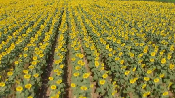 Drone d'un tournesol en été en Espagne 