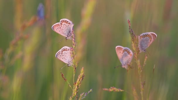 多くの蝶が休んで一緒に夕日の光の中の植物 — ストック動画