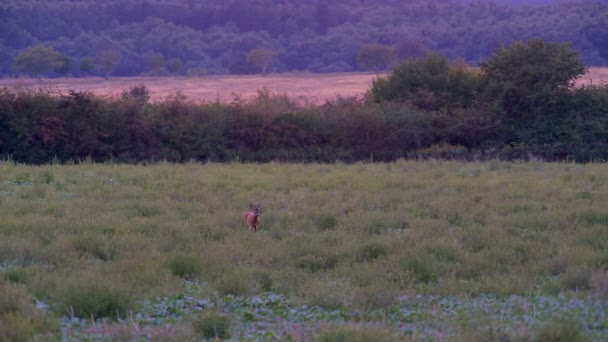 Genç Karaca Buck Akşam Çayırda — Stok video