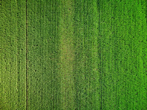 Drone Obraz Nad Polem Kukurydzy — Zdjęcie stockowe