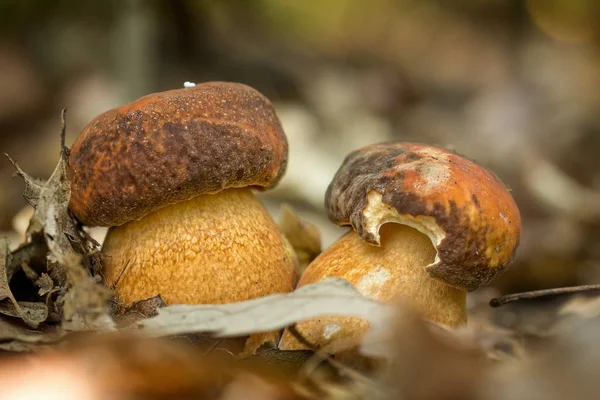 Nice Penny Bun Mushroom Forest — Stock Photo, Image