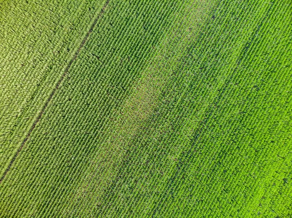 Drone Picture Maize Field — Stock Photo, Image