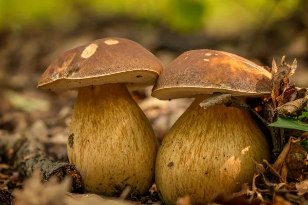 森林里的一便士面包蘑菇 — 图库照片