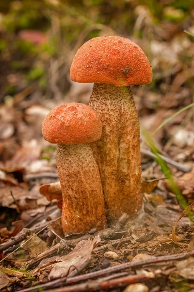 Fechar Cogumelo Talo Sarna Coberto Vermelho Outono Uma Floresta — Fotografia de Stock