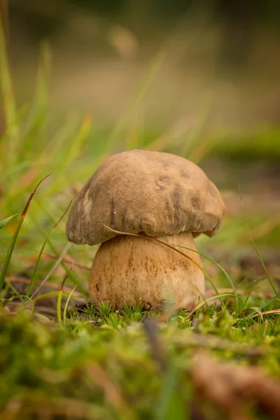 Nice Penny Bun Mushroom Forest — Stock Photo, Image