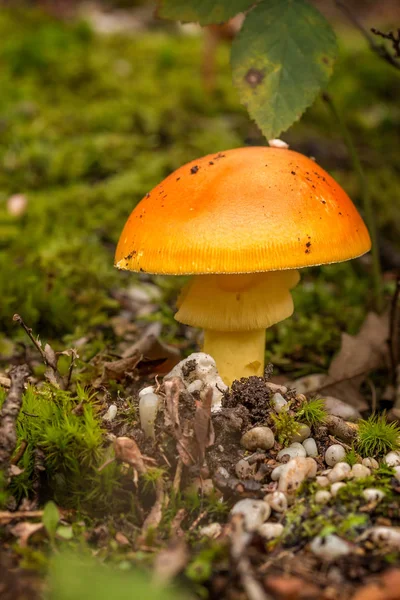 Mooie Caesars Paddenstoelen Herfst Bos — Stockfoto