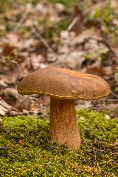 森林里的一便士面包蘑菇 — 图库照片