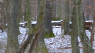 Yaban domuzu grup orman üzerinde çalışan