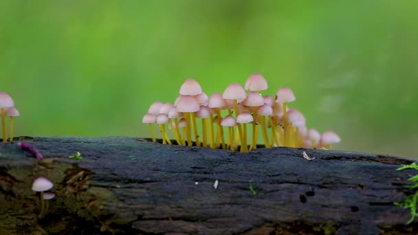 Groupe Petits Champignons Sur Tronc Dans Forêt — Video