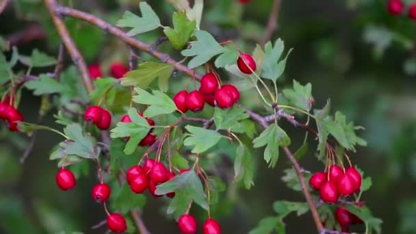 Close Red Hawthorn Berries Autumn Time — Stock Video