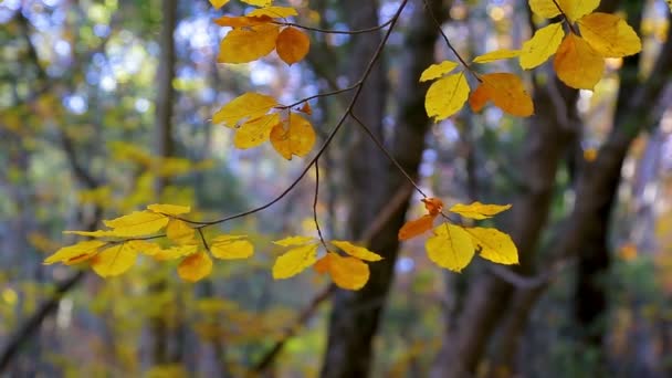 Nahaufnahme Von Buchenblättern Herbst — Stockvideo