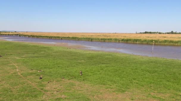 Anser Fabalis Ganso Frijol Familia Rinocerontes Bajos Área Conservación Natural — Vídeos de Stock