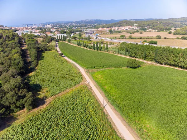 Drone Picture Maize Summertime Spain — Stock Photo, Image