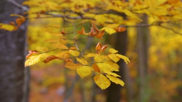 Zblízka buk stromu listí v podzimním čase