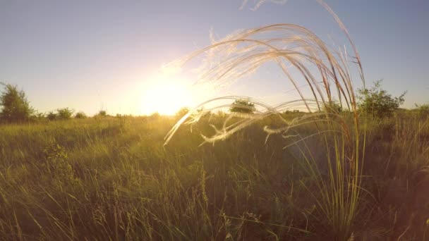 Hermosa Planta Stipa Luz Del Atardecer — Vídeo de stock