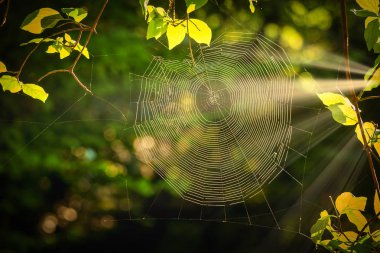 Doğarken hafif ormanında spiderweb