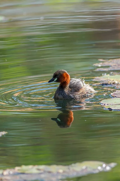 Jonge Vogeltje Fuut Het Water — Stockfoto