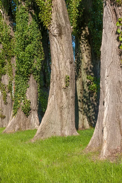 Большие Полярные Деревья — стоковое фото