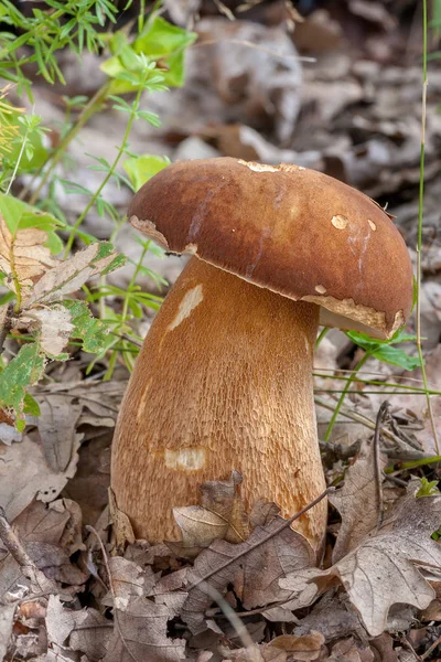 Porchini 蘑菇在森林里 — 图库照片