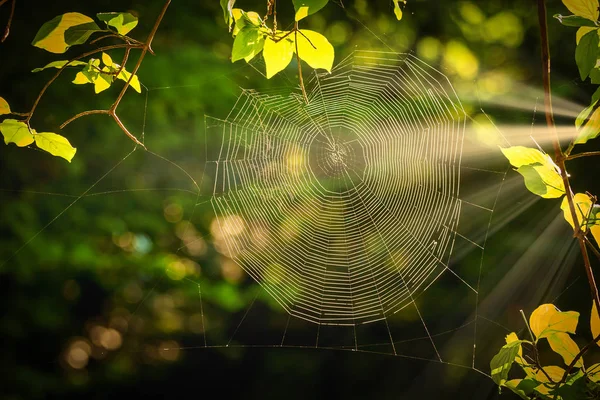 Spiderweb at sunrise light in the forest — Stock Image Spiderweb Sunrise Light Forest Stock Photo