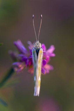 Kelebek mermer beyaz (Melanargia galathea) çiçek