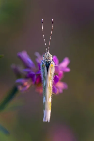 Метелик Мармурова Біла Melanargia Galathea Квіткові — стокове фото