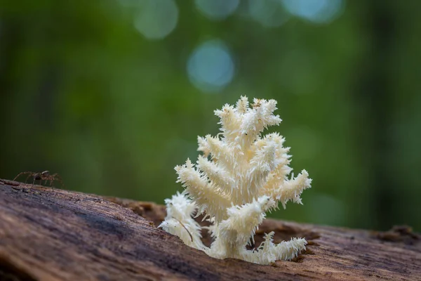 Delicious Edible White Mushroom Coral Hericium — Stock Photo, Image