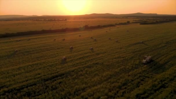 Повітряний Безпілотник Світлі Заходу Сонця Над Лугом Тюками — стокове відео