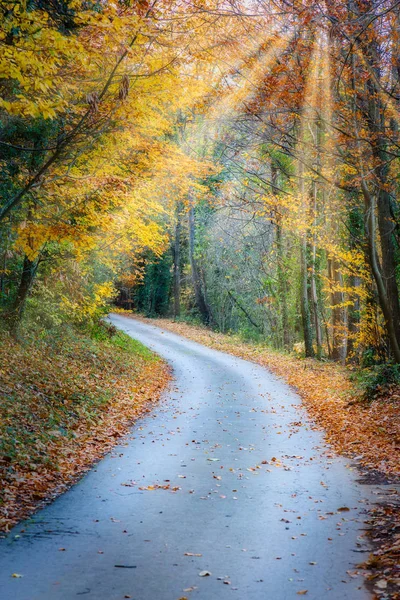 Famous Beech Forest Spain Village Otot Volcanoes Ambient Fageda — Stock Photo, Image