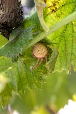 Bir büyük örümcek yakın çekim