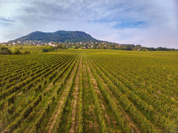 Aerial Drone Picture Long Grape Rows Hungary Lake Balaton — Stock Photo, Image