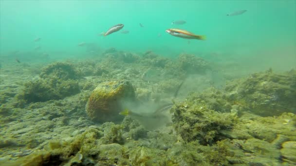 スペインの海岸に多くの魚を持つ水中野生動物 — ストック動画