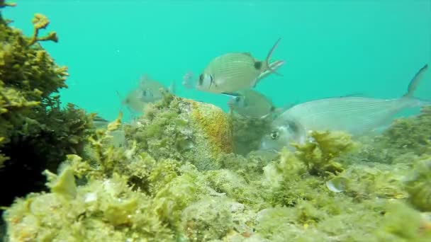 スペインの海岸に多くの魚を持つ水中野生動物 — ストック動画