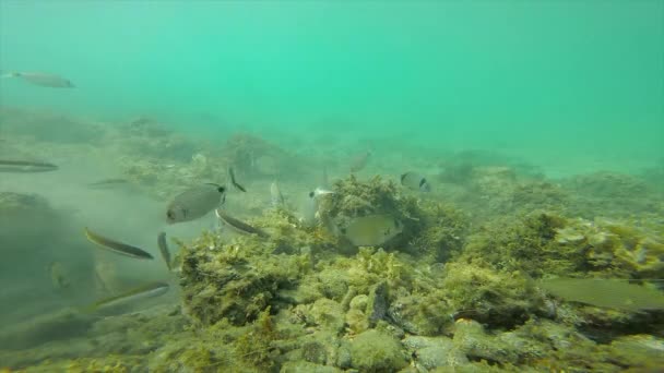 Vida Selvagem Subaquática Com Muitos Peixes Uma Costa Espanhola — Vídeo de Stock