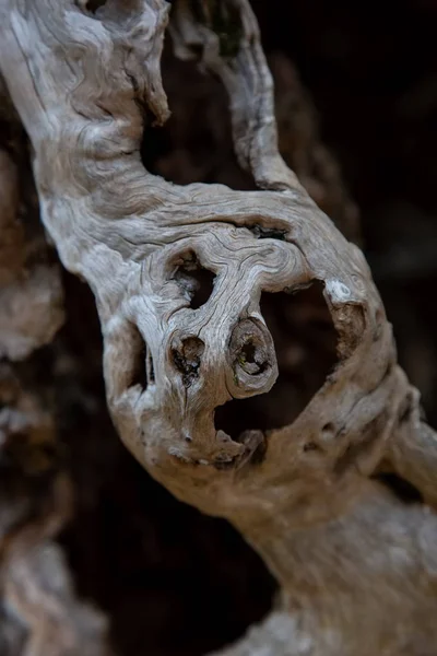 Цікава Солодка Кора Каштана Лісі — стокове фото