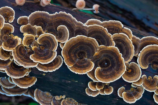 Peru Cauda Cogumelos Trametes Versicolor — Fotografia de Stock