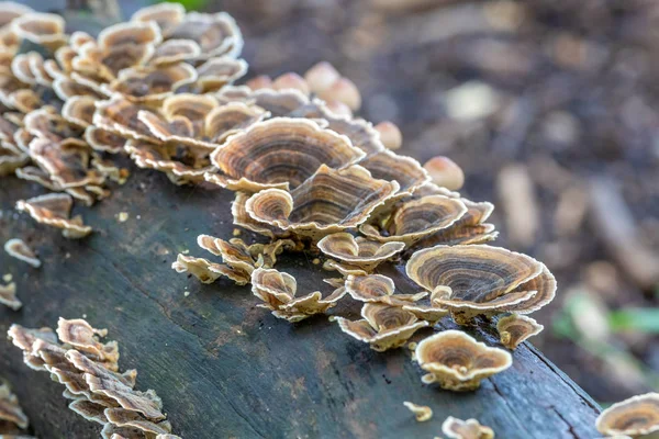 Truthahnschwanzpilze Trametes Versicolor — Stockfoto