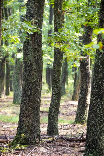 Grüner Wald Mit Eichen — Stockfoto