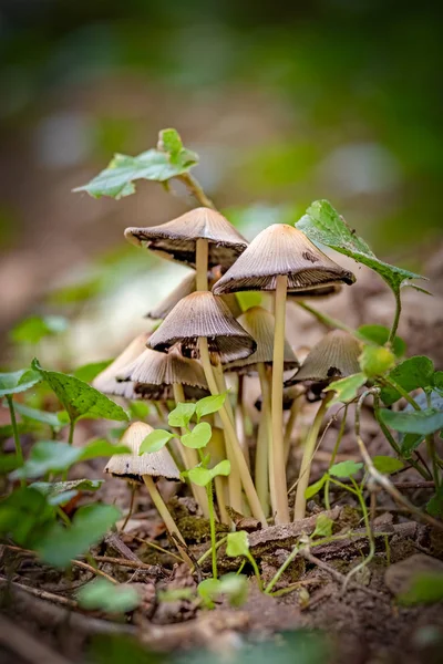 Små Svampar Skogen Vid Höstens Tid — Stockfoto