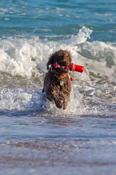 Câine Maro Diligent Care Joacă Plajă — Fotografie, imagine de stoc