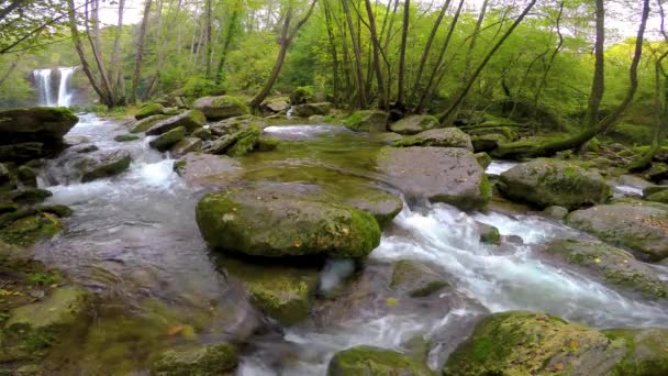 在阴天在西班牙的森林里美丽的小小溪 — 图库视频影像