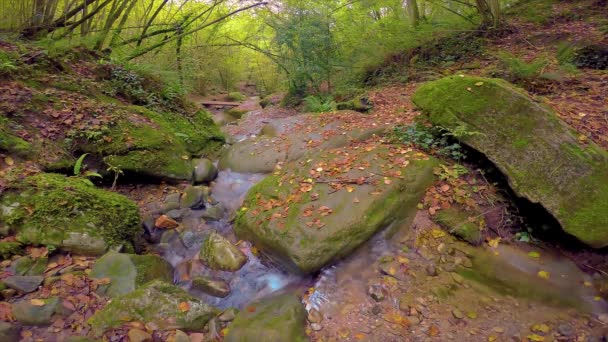 Bonito Pequeño Arroyo Bosque España Día Nublado — Vídeo de stock